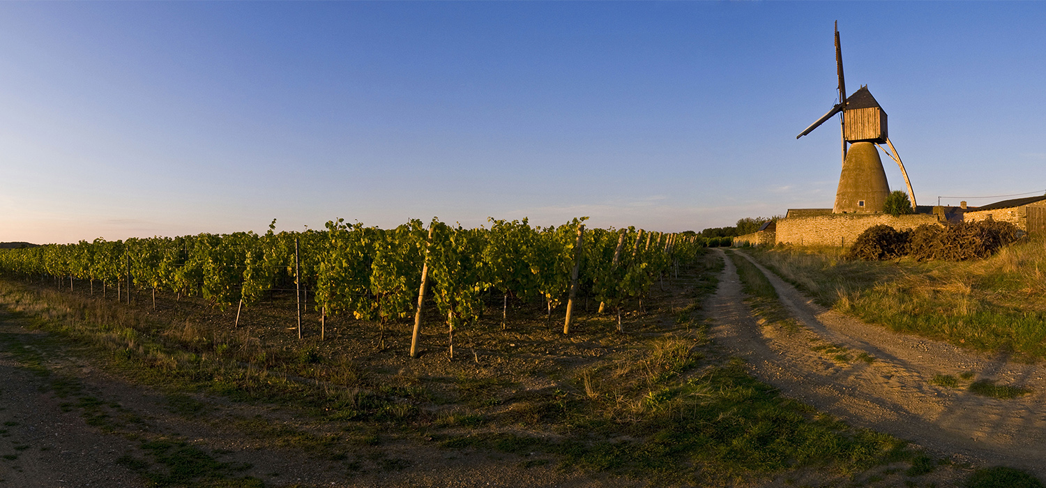 GR® de Pays Coteaux du Layon et de la Loire, boucle au départ de Thouarcé